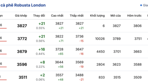 Giá cà phê hôm nay 9/3/2026: Đi ngang