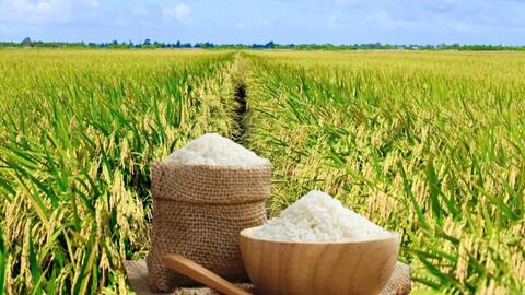 Giá lúa gạo hôm nay ngày 20/3: Giao dịch trầm lắng