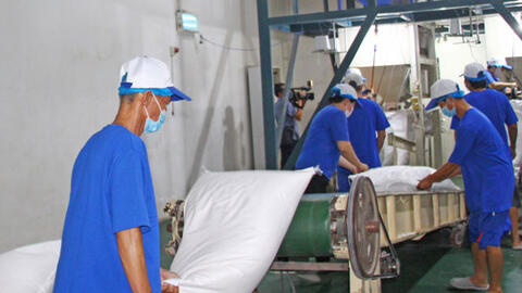 Xuất khẩu gạo 2026 và bài toán phát triển bền vững