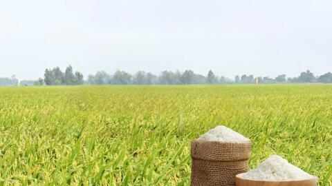 Giá lúa gạo hôm nay ngày 11/6/2026: Gạo nguyên liệu xuất khẩu giảm