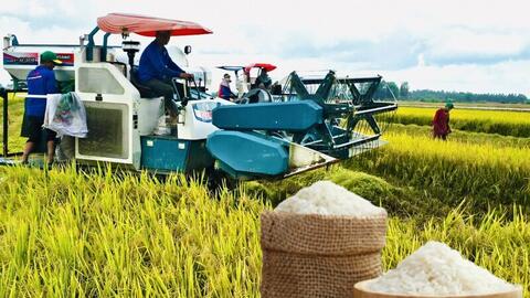 Giá lúa gạo hôm nay ngày 15/6/2026: Tấm thơm giảm nhẹ