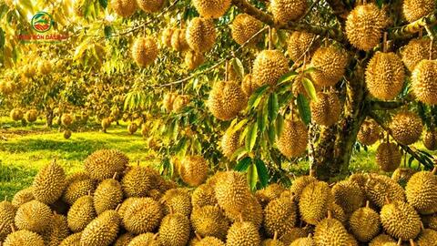Vườn sầu riêng “đẻ ra vàng” nhờ Z1000 GOLD