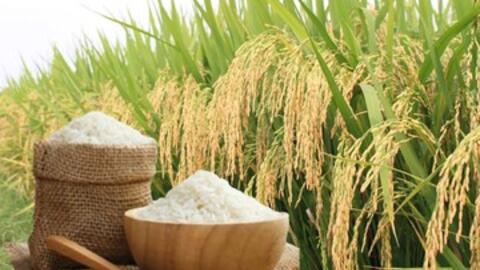 Giá lúa gạo hôm nay ngày 3/7/2026: Gạo xuất khẩu đồng loạt tăng