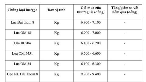 Giá lúa gạo hôm nay ngày 6/8/2026: Gạo xuất khẩu biến động trái chiều