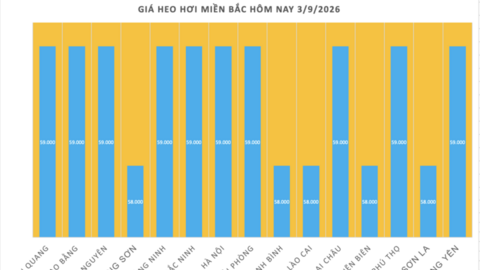 Giá heo hơi hôm nay 3/9/2026: Đi ngang sau kỳ nghỉ lễ