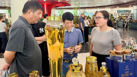 Đà Nẵng: Sâm Ngọc Linh và bài toán kéo dài giá trị sau thu hoạch