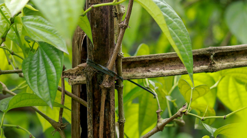 Làng trầu ‘tiến vua’ trăm năm tuổi ở Hà Tĩnh vào vụ Tết
