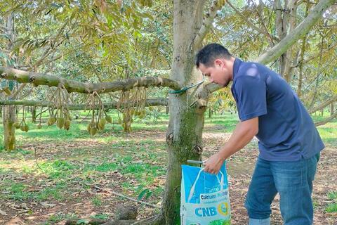 Vai trò, ứng dụng của Calcium, Nitrate, Boron trong sản xuất nông nghiệp