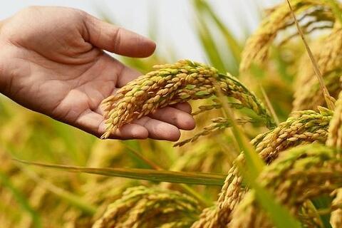 Giá lúa gạo hôm nay ngày 26/2/2026: Gạo xuất khẩu giảm nhẹ