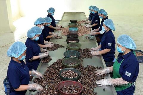 Nông sản Việt hướng tới chinh phục mục tiêu xuất khẩu 100 tỷ USD