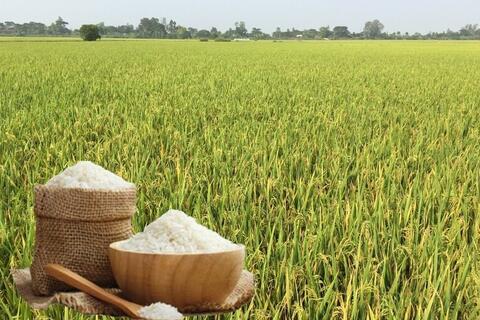 Giá lúa gạo hôm nay ngày 9/3/2026: Gạo Thơm dẻo neo giá cao