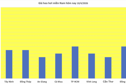 Giá heo hơi hôm nay 10/4/2026: Giữ đà bình ổn
