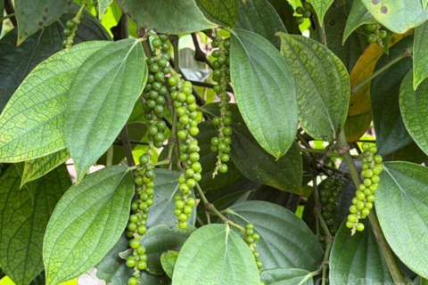 Giá tiêu hôm nay 20/4/2026: Cao nhất 141.000 đồng/kg