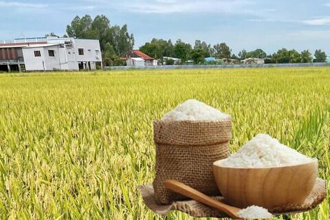Giá lúa gạo hôm nay ngày 23/4/2026: Gạo xuất khẩu tăng mạnh