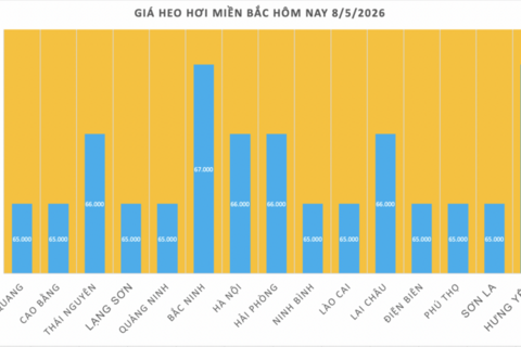 Giá heo hơi hôm nay 8/5/2026: Tăng diện rộng tại miền Bắc, miền Trung