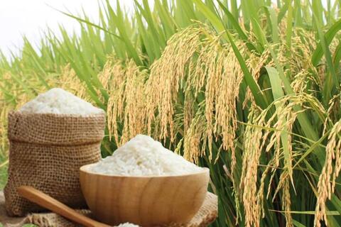 Giá lúa gạo hôm nay ngày 19/5/2026: Lúa tươi đồng loạt tăng mạnh