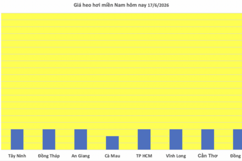 Giá heo hơi hôm nay 17/6/2026: Thị trường tạm chững