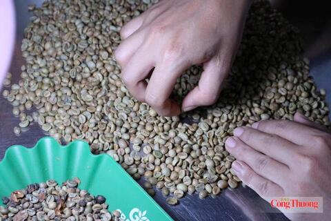 Giá cà phê hôm nay 26/6/2026: Dao động từ 89.000 - 89.400 đồng/kg
