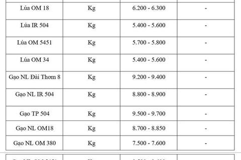 Giá lúa gạo hôm nay ngày 6/7/2026: Gạo OM 18 tăng 500 đồng/kg