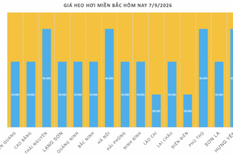 Giá heo hơi hôm nay 7/9/2026: Dao động từ 57.000 - 60.000 đồng/kg