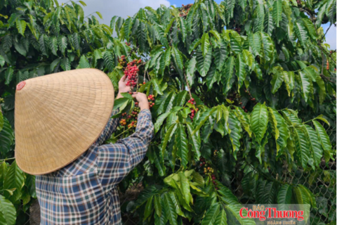 Giá cà phê hôm nay 7/9/2026: Cao nhất 94.700 đồng/kg