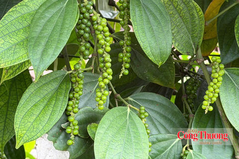 Giá tiêu hôm nay 17/9/2026: Giảm 1.000 đồng/kg tại Đắk Lắk