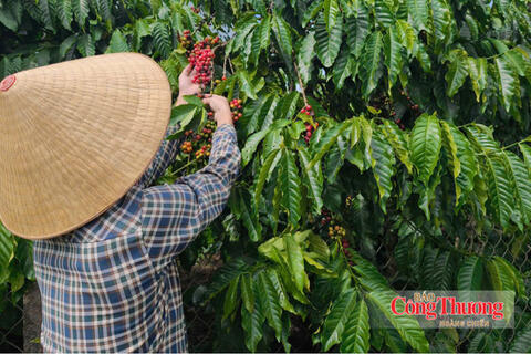 Giá cà phê hôm nay 17/9/2026: Giảm nhẹ 300 - 500 đồng/kg