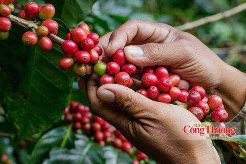 Giá cà phê hôm nay 7/10/2026: Tăng nhẹ 200 đồng/kg