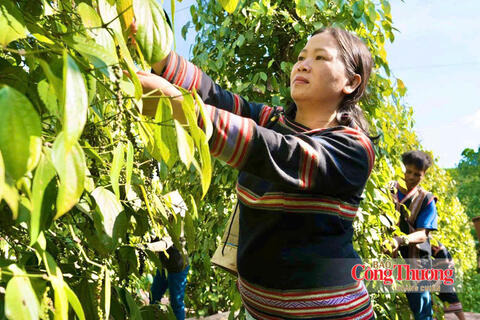 Giá tiêu hôm nay 7/10/2026: Cao nhất 140.500 đồng/kg
