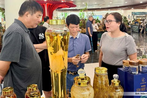 Đà Nẵng: Sâm Ngọc Linh và bài toán kéo dài giá trị sau thu hoạch