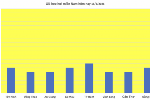 Giá heo hơi hôm nay 18/3/2026: Tăng diện rộng trên cả 3 miền