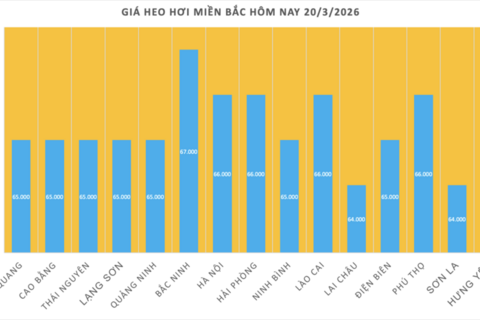 Giá heo hơi hôm nay 20/3/2026: Duy trì đà tăng mạnh