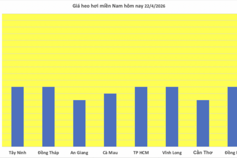 Giá heo hơi hôm nay 22/4/2026: Dao động từ 63.000 - 69.000 đồng/kg