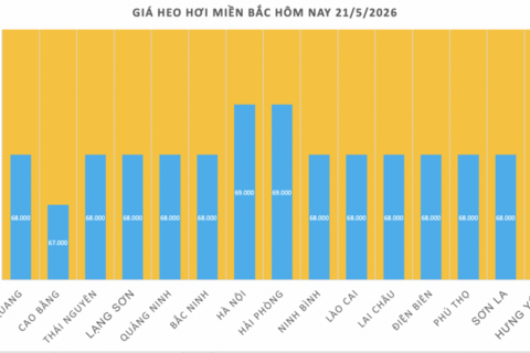 Giá heo hơi hôm nay 21/5/2026: Tăng đồng loạt trên cả nước