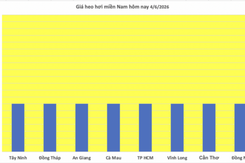 Giá heo hơi hôm nay 4/6/2026: Tiếp tục đi ngang, cao nhất 68.000 đồng