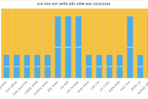 Giá heo hơi hôm nay 22/6/2026: Lặng sóng chờ tín hiệu mới
