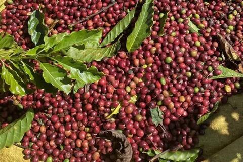 Giá cà phê Arabica tăng gần 7%