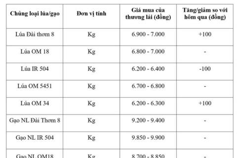 Giá lúa gạo hôm nay ngày 18/8/2026: Lúa tươi biến động trái chiều