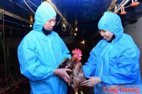 Hộ chăn nuôi liên kết cùng doanh nghiệp chia sẻ rủi ro