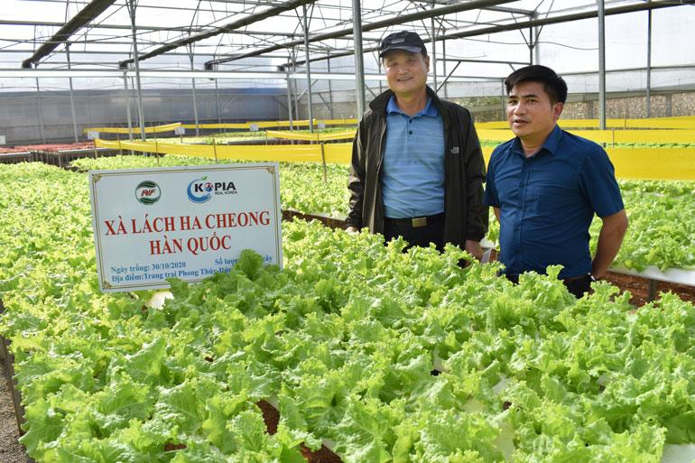 Xà lách Ha Cheong Hàn Quốc trồng liên tục hơn 10 vụ mỗi năm theo phương pháp thủy canh ở Đức Trọng, năng suất lên đến 40 tấn/vụ