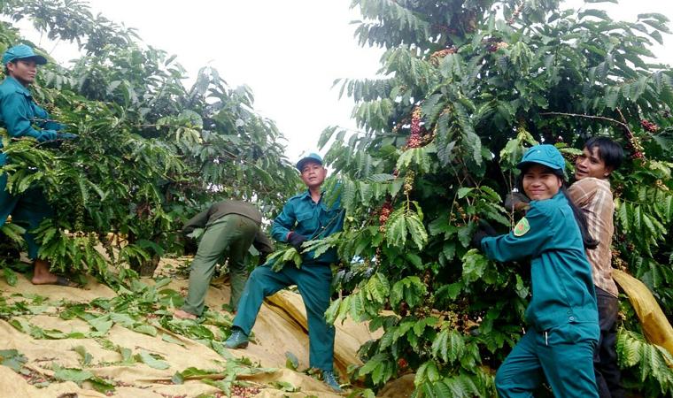 Bảo Lâm: Hàng trăm ĐVTN tham gia Mô hình ''Đổi công thu hái cà phê''