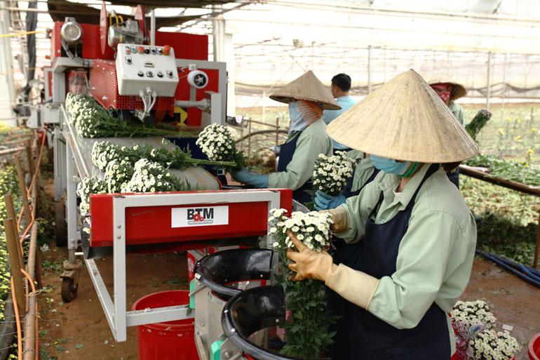 Công ty Dalat Hasfarm có nhu cầu tuyển dụng hàng ngàn lao động phổ thông