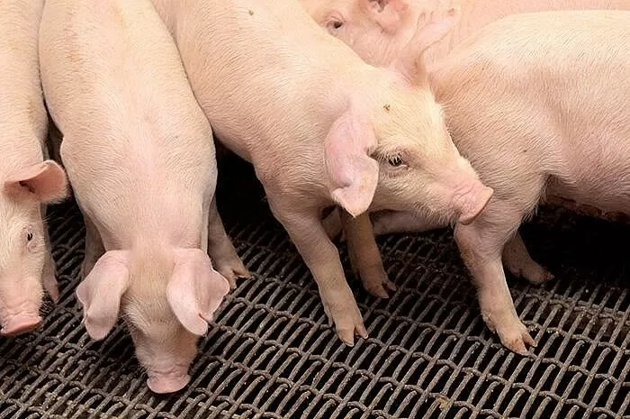 Giá heo hơi hôm nay 21/5/2025: Thấp nhất 67.000 đồng/kg