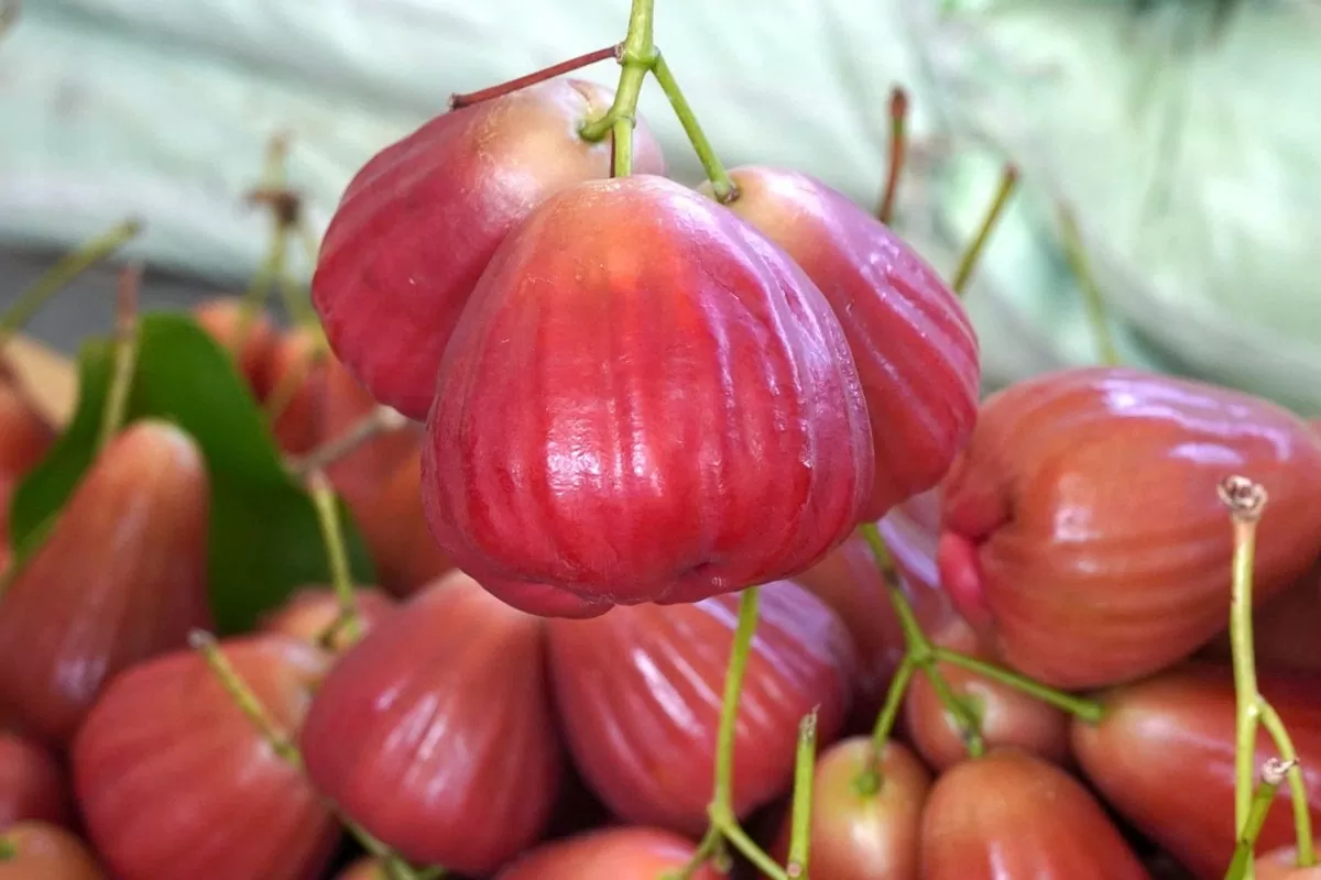 Nhiều nông dân Sóc Trăng 'đổi đời' từ cây mận OCOP