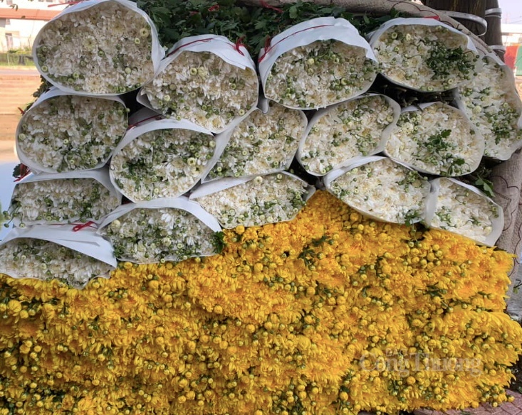 Cúc là một trong những loại hoa được ưa chuộng ngày Tết.