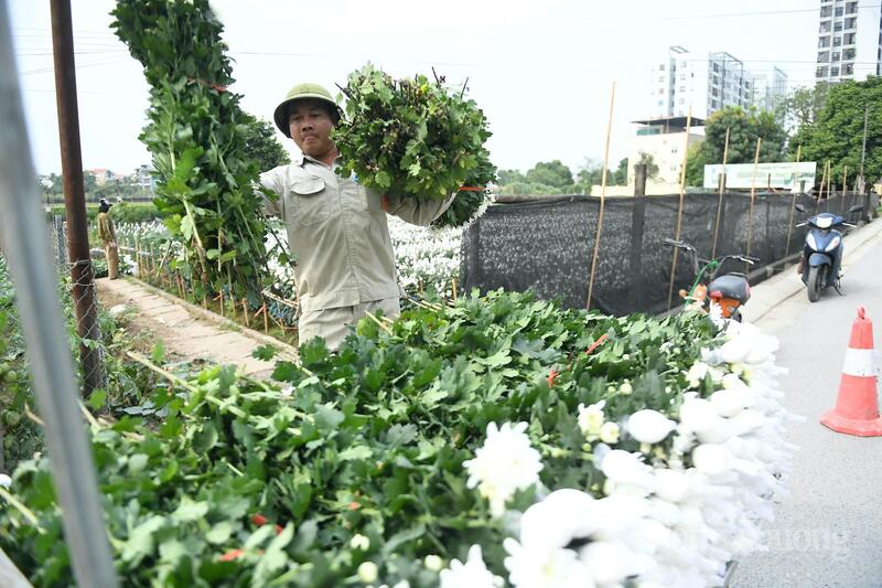 Những bó hoa được đưa lên xe vận chuyển tới chợ đầu mối.