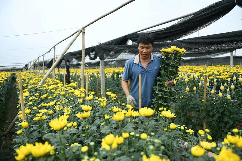 Nông dân Tây Tựu tất bật thu hoạch hoa phục vụ thị trường Tết.