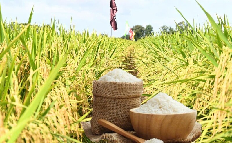 Giá lúa gạo hôm nay ngày 5/3/2026: Lúa tươi đồng loạt giảm. Ảnh: Thanh Minh.