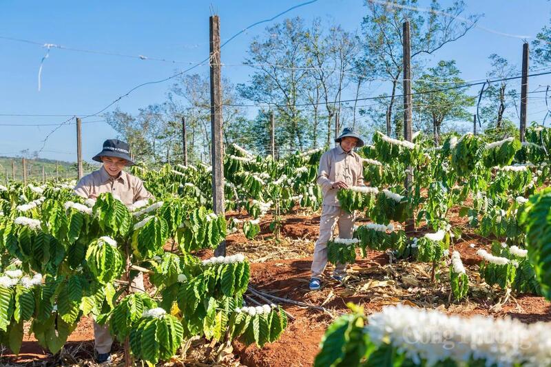 Toàn tỉnh có hơn 107.000 ha cà phê, sản lượng đạt trên 340.000 tấn mỗi năm. Ảnh: Hiền Mai
