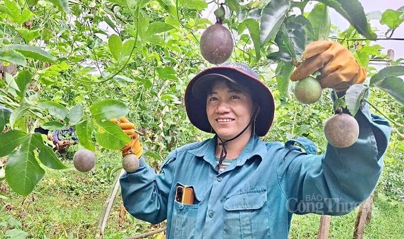 Chanh dây cho sản lượng hơn 213.000 tấn mỗi năm.